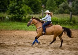 Best Saddle Pad For Heavy Rider