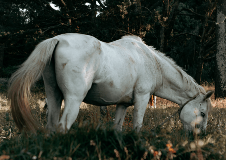 Best Saddle Pad For Sore Back Horse In 2024 Top 5