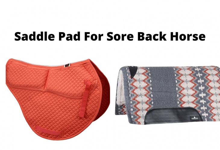 Best Saddle Pad For Sore Back Horse In 2024 Top 5