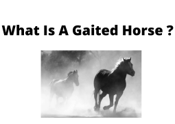 What is a gaited horse