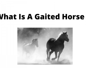 What is a gaited horse