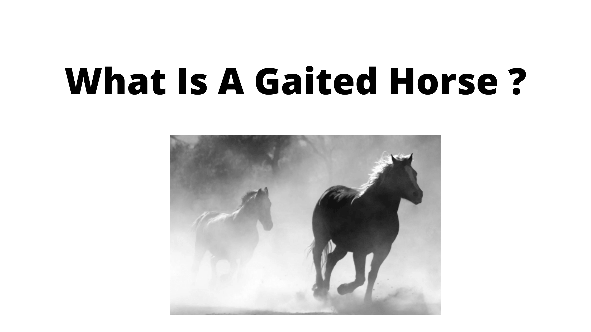What Is A Gaited Horse? What Are The Five Gaits Of A Horse?